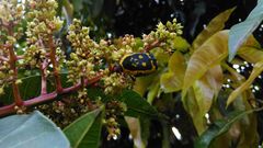 Pachnoda fissipunctum