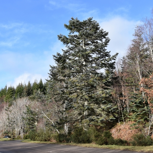 Noble fir (Abies procera)