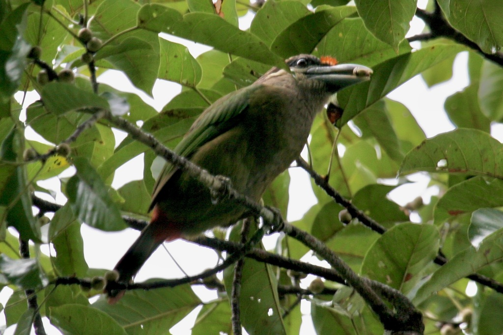 Red-vented Barbet (Psilopogon lagrandieri) photo