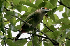 Red-Vented Barbet photo 1