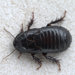 Australian Wood Cockroach - Photo (c) Toby Hudson, some rights reserved (CC BY-SA)