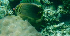 Chaetodon baronessa