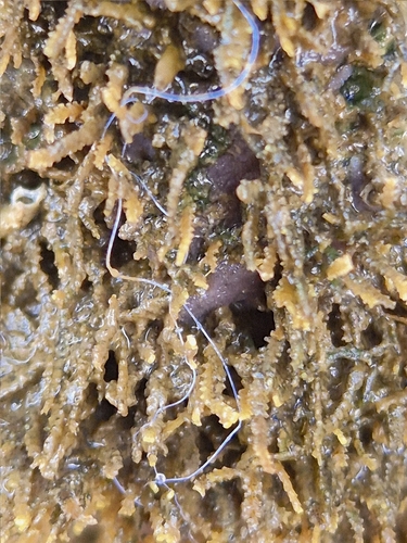 Dynamena crisioides observed 2026-02-23