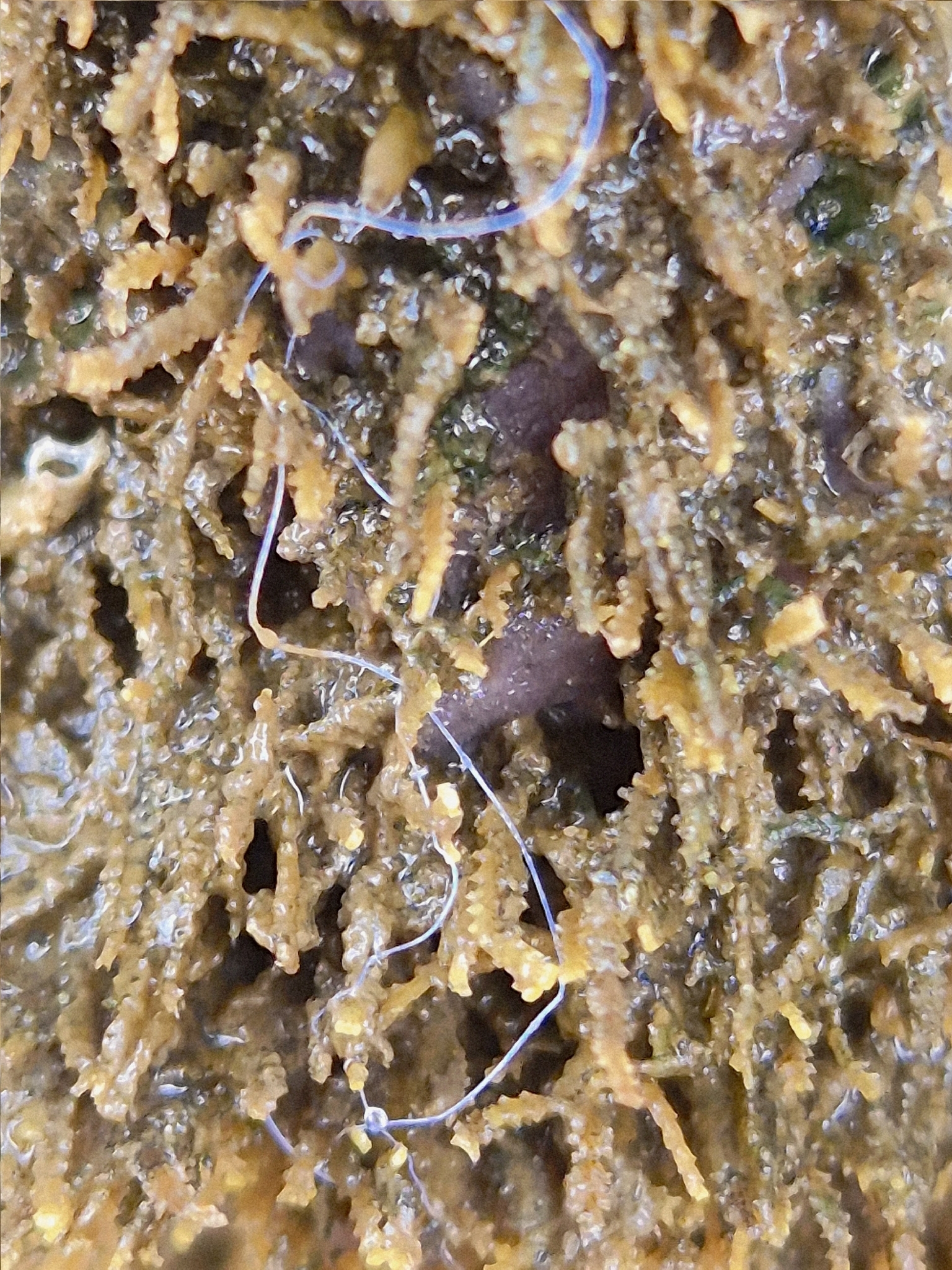 Dynamena crisioides Lamouroux, 1824