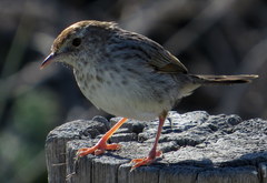 Cisticola subruficapilla