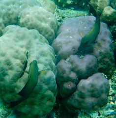 Acanthuridae