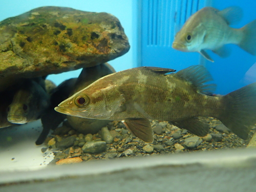 Japanese lates (Lates japonicus) — Latidae — 4