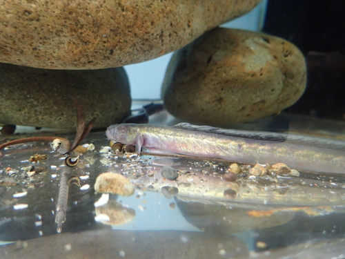 Slender eel goby (Taenioides gracilis) — Gobiidae — 3