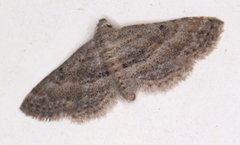 Araeopteron canescens