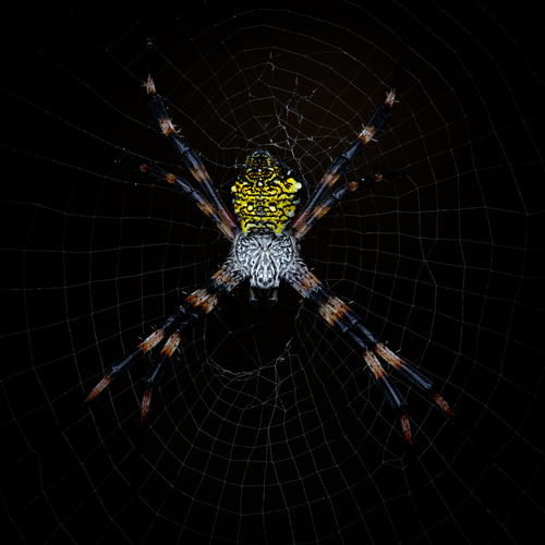 Hawaiian Garden Spider photo 4