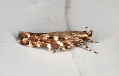 Otonoma anemois