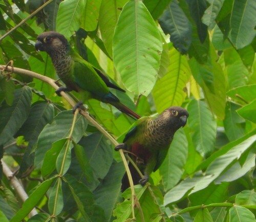 Bonaparte's Parakeet (Pyrrhura lucianii), photo 6