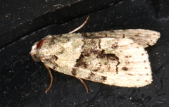 Pherechoa crypsichlora