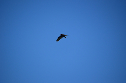 Turkey Vulture