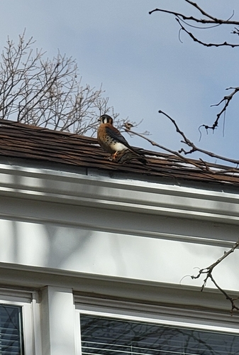 American Kestrel