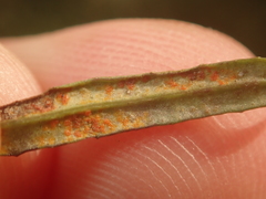 Coleosporium senecionis