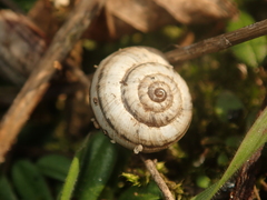 Helicella itala