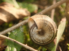 Helicella itala