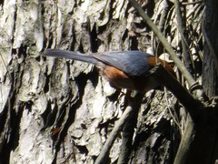 Aegithalos concinnus