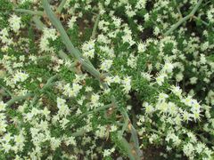Asparagus multiflorus