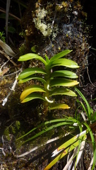 Angraecum expansum