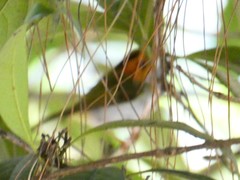 Abroscopus albogularis