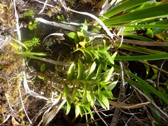 Angraecum expansum