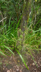 Angraecum germinyanum