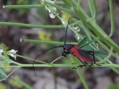 Purpuricenus kaehleri