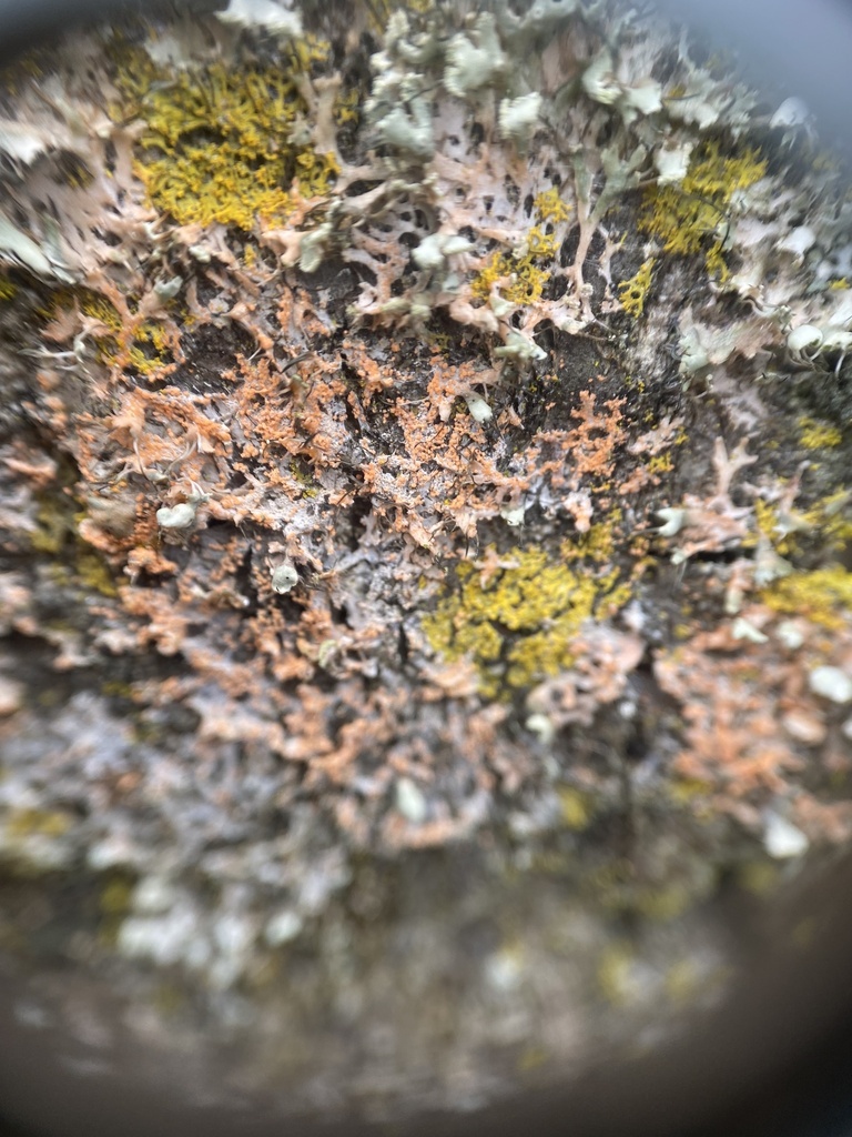Erythricium aurantiacum · February 2026 · photo: © katharinegk (iNaturalist, cc-by)