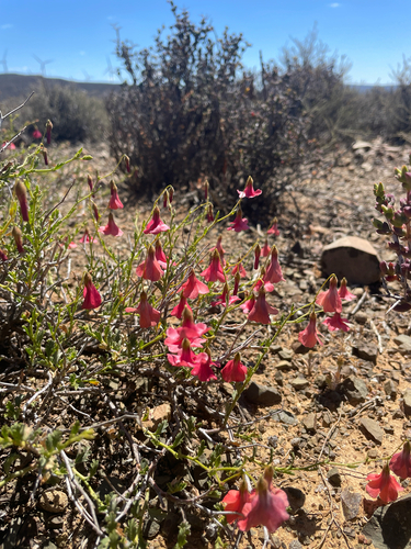 Bellbush (Hermannia grandiflora)