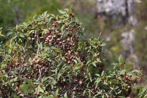 Red-flowering gum (Corymbia ficifolia)