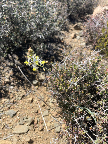 Bulbine triebneri