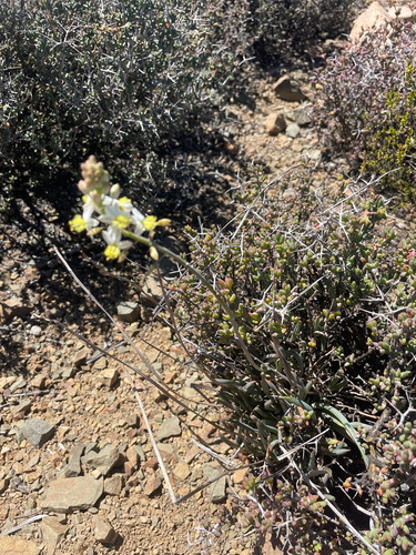 Bulbine triebneri