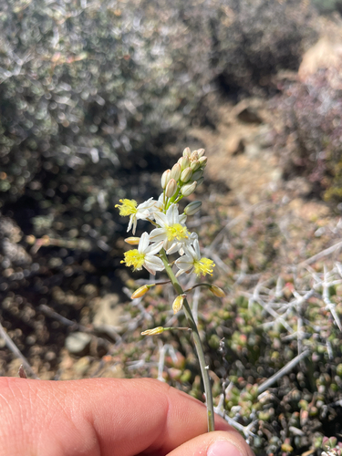 Bulbine triebneri