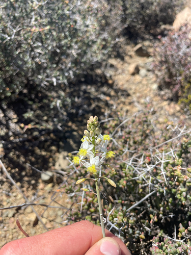 Bulbine triebneri