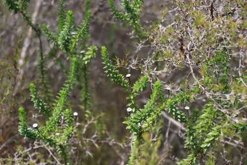 Dune Felicia (Felicia echinata)