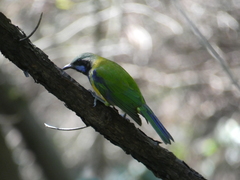 Chloropsis hardwickii