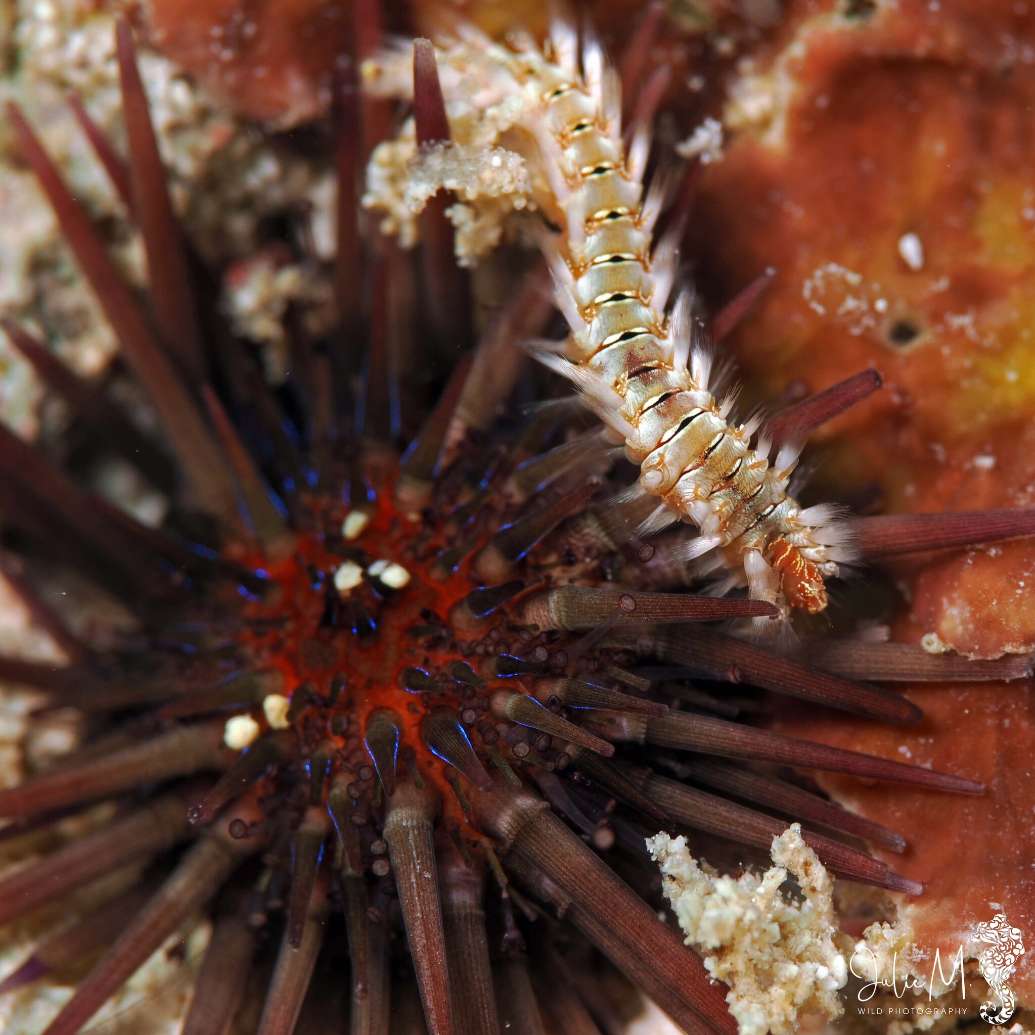 Hermodice carunculata (Pallas, 1766)