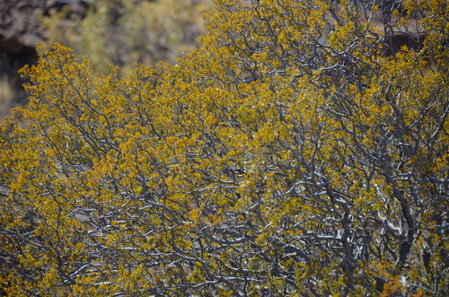 Larrea cuneifolia