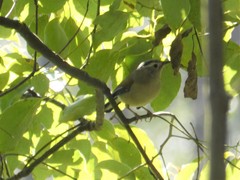 Actinodura cyanouroptera