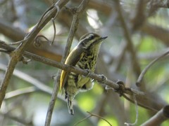 Picumnus innominatus