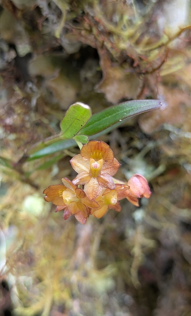 Epidendrum amaruense Hágsater, Collantes & E.Santiago 2