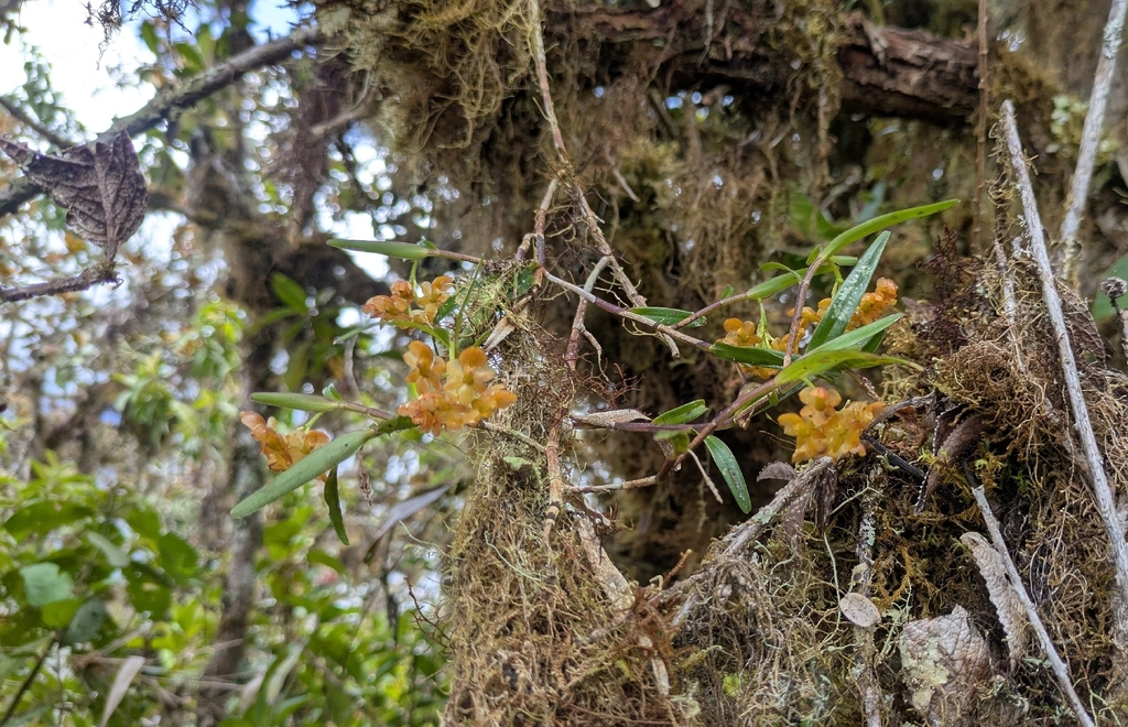 Epidendrum amaruense Hágsater, Collantes & E.Santiago 3