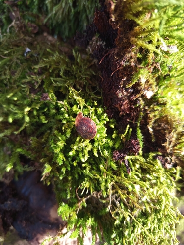 Helicigona lapicida
