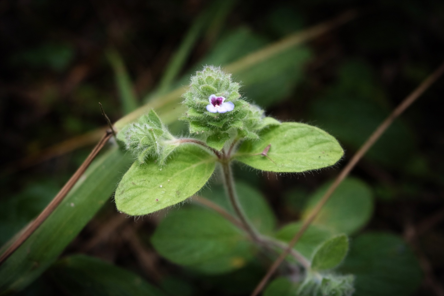 Nelsonia canescens — ảnh 3