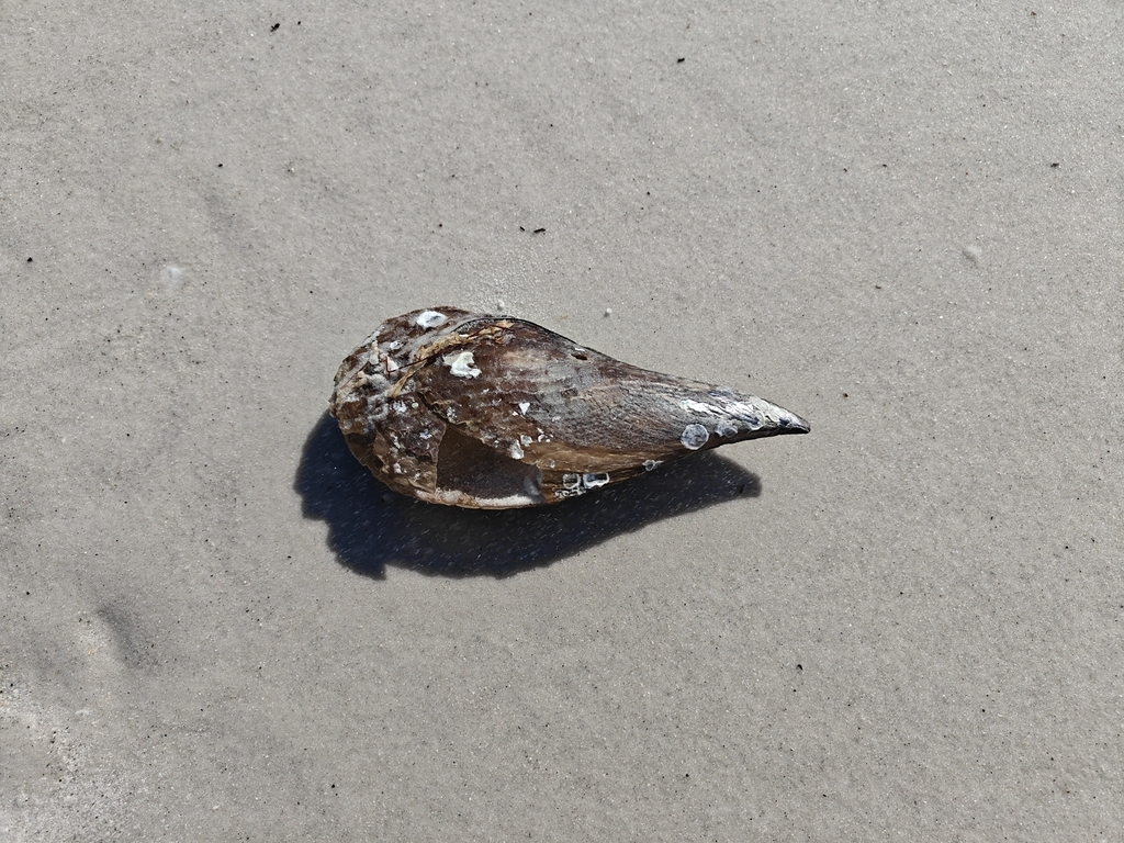 Delaware Pen Shell Stiff Pen Shell from Bradenton Beach on February 23, 2026 at 10:29 AM ...
