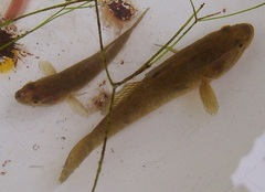 Perccottus glenii