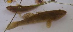 Perccottus glenii