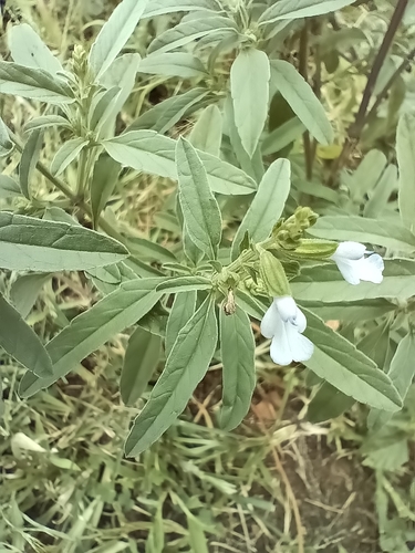 Mintweed (Salvia reflexa)